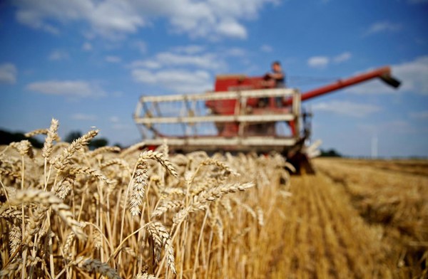 Wheat Farming Investment